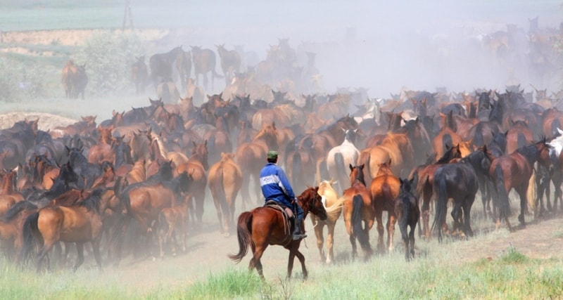 Herd of horses. Almaty of province.